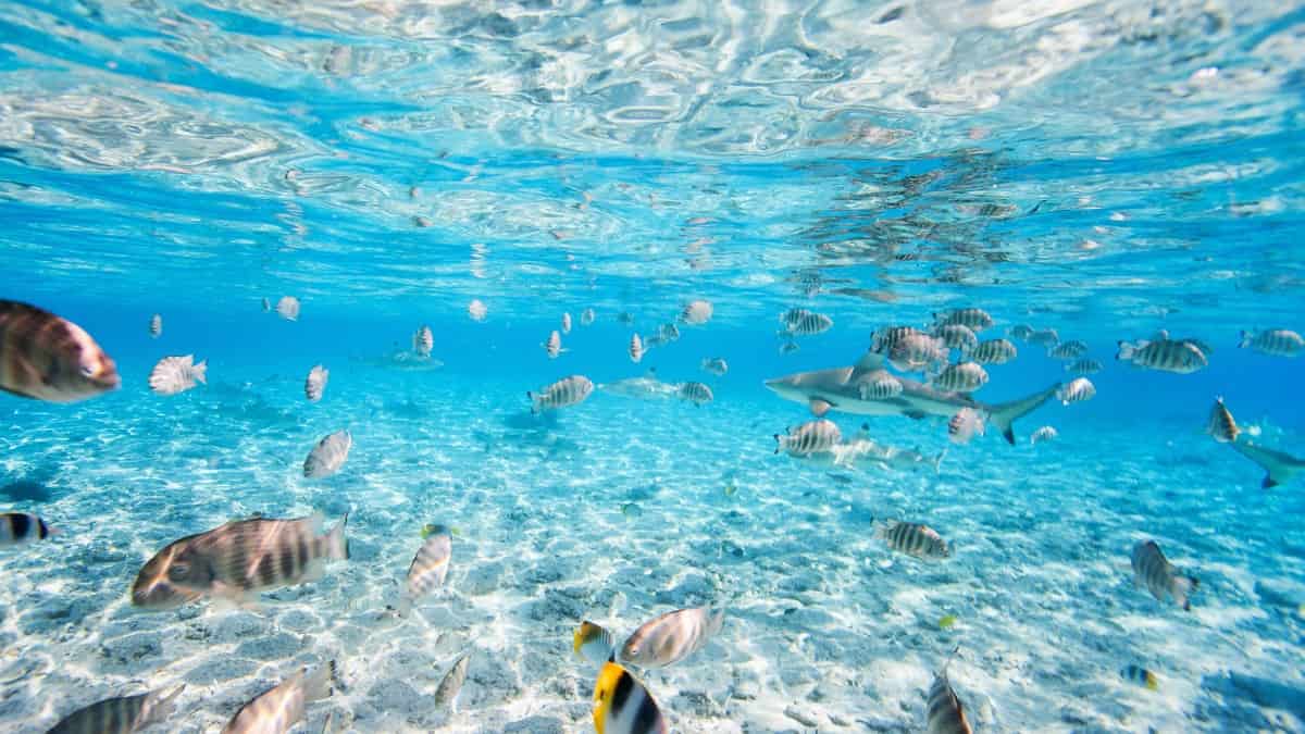 fish and sharks swim abundantly in Bora Bora waters