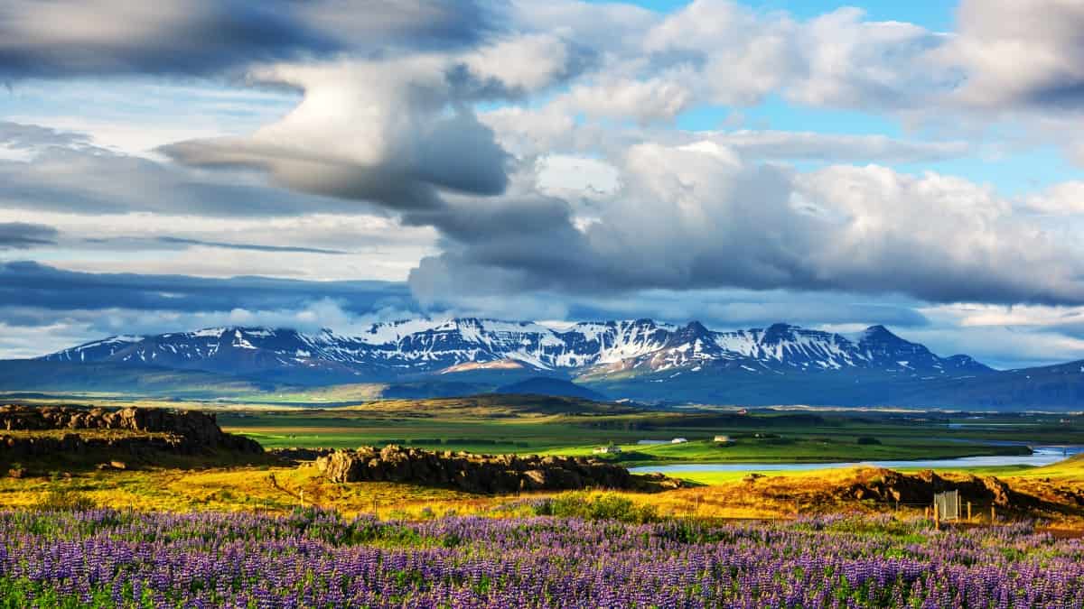 Purple flowers blanket a green valley with a river running through with snow covered mountains in the background.