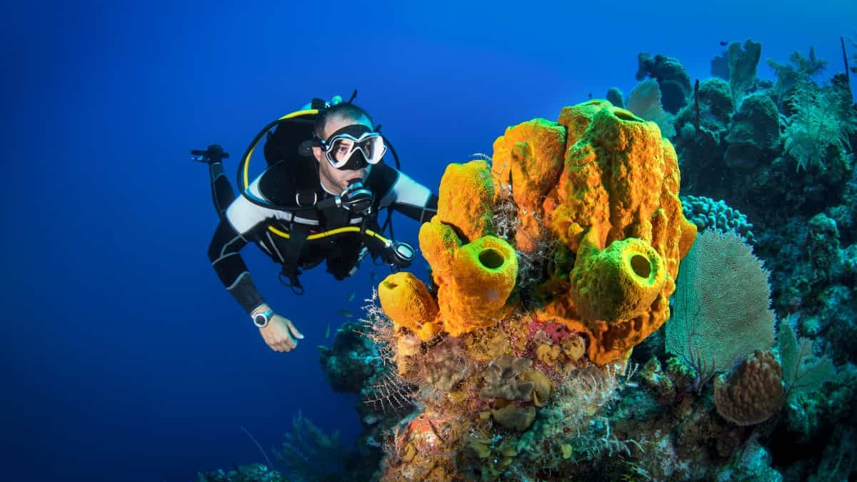 Diver exploring a vibrant coral reef